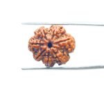 7-Mukhi-Nepal-Rudraksha-21.12-MM-MP-C.jpg