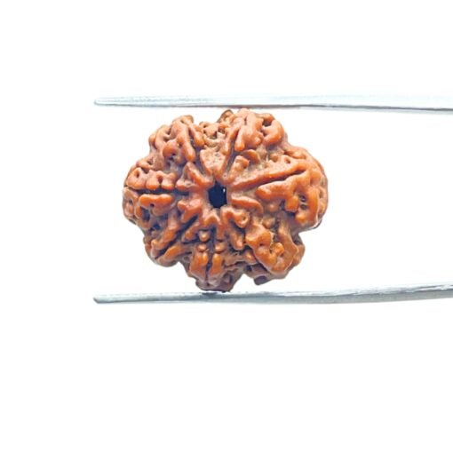 7-Mukhi-Nepal-Rudraksha-21.12-Mm-Mp-C.jpg