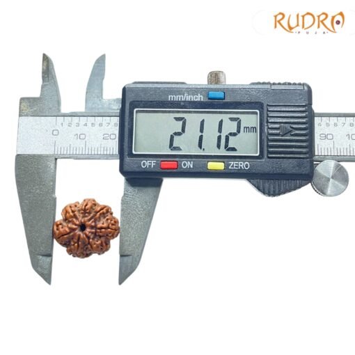 7-Mukhi-Nepal-Rudraksha-21.12-MM-OP-C.jpg