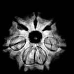 7 Mukhi Nepal Rudraksha (21.12 Mm) 9 7 Mukhi Nepal Rudraksha (21.12 Mm)