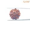7 Mukhi Nepal Rudraksha (21.21 Mm) 14 7-Mukhi-Nepal-Rudraksha-21.21-Mm-Bp-C.jpg
