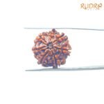 7-Mukhi-Nepal-Rudraksha-21.21-Mm-Bp-C.jpg