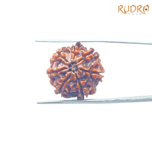 7-Mukhi-Nepal-Rudraksha-21.21-Mm-Bp-C.jpg