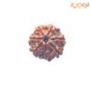 7 Mukhi Nepal Rudraksha (21.21 Mm) 13 7-Mukhi-Nepal-Rudraksha-21.21-Mm-Fp-C.jpg