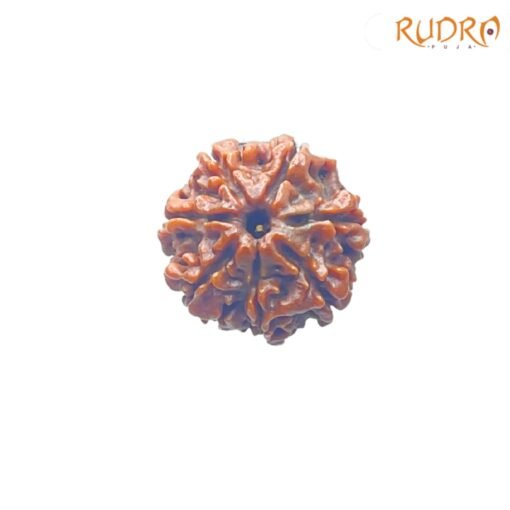7-Mukhi-Nepal-Rudraksha-21.21-Mm-Fp-C.jpg