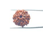 7-Mukhi-Nepal-Rudraksha-21.21-MM-MP-C.jpg