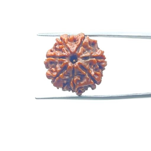 7-Mukhi-Nepal-Rudraksha-21.21-Mm-Mp-C.jpg