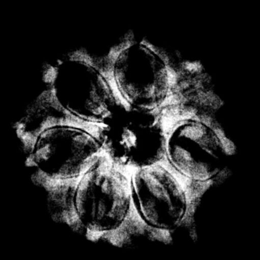 7 Mukhi Nepal Rudraksha (21.21 MM)