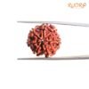 7 Mukhi Nepal Rudraksha (21.25 Mm) 13 7-Mukhi-Nepal-Rudraksha-21.25-Mm-Bp-C.jpg