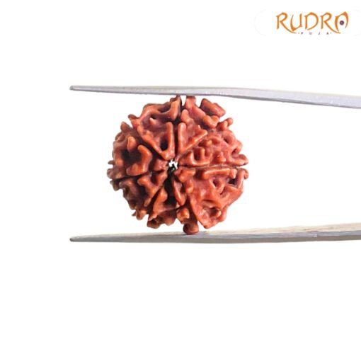 7-Mukhi-Nepal-Rudraksha-21.25-Mm-Bp-C.jpg
