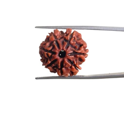 7-Mukhi-Nepal-Rudraksha-21.25-Mm-Mp-C.jpg