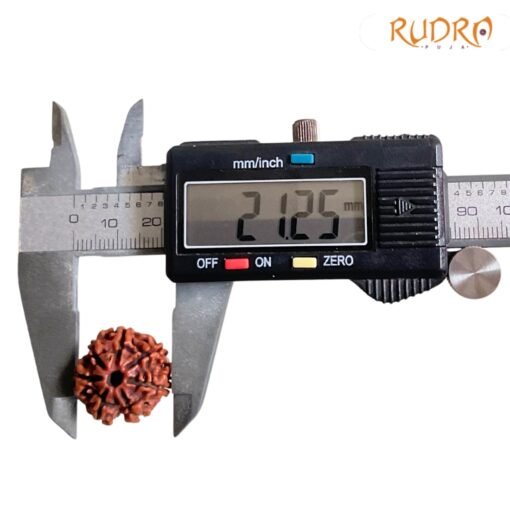 7-Mukhi-Nepal-Rudraksha-21.25-Mm-Op-C.jpg