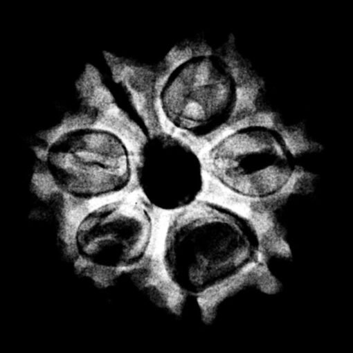 7 Mukhi Nepal Rudraksha (21.25 Mm) X-Ray
