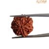 7 Mukhi Nepal Rudraksha ( 21.30 Mm) 13 7 Mukhi Nepal Rudraksha ( 21.30 Mm)