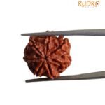 7 Mukhi Nepal Rudraksha ( 21.30 MM)
