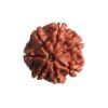 7 Mukhi Nepal Rudraksha ( 21.30 Mm) 14 7 Mukhi Nepal Rudraksha ( 21.30 Mm)