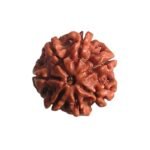 7 Mukhi Nepal Rudraksha ( 21.30 Mm)
