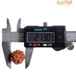 7 Mukhi Nepal Rudraksha ( 21.30 Mm)
