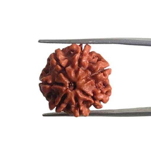 7 Mukhi Nepal Rudraksha ( 21.30 Mm)