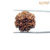 7 Mukhi Nepal Rudraksha (21.40 Mm) 14 7-Mukhi-Nepal-Rudraksha-21.40-Mm-Bp-C.jpg