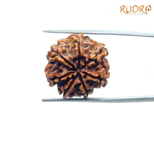 7-Mukhi-Nepal-Rudraksha-21.40-Mm-Bp-C.jpg