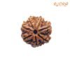 7 Mukhi Nepal Rudraksha (21.40 Mm) 13 7-Mukhi-Nepal-Rudraksha-21.40-Mm-Fp-C.jpg
