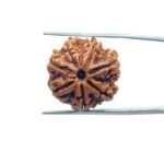 7-Mukhi-Nepal-Rudraksha-21.40-MM-MP-C.jpg