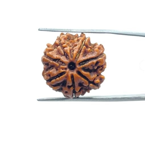 7-Mukhi-Nepal-Rudraksha-21.40-Mm-Mp-C.jpg
