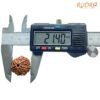 7 Mukhi Nepal Rudraksha (21.40 Mm) 15 7-Mukhi-Nepal-Rudraksha-21.40-Mm-Opc.jpg