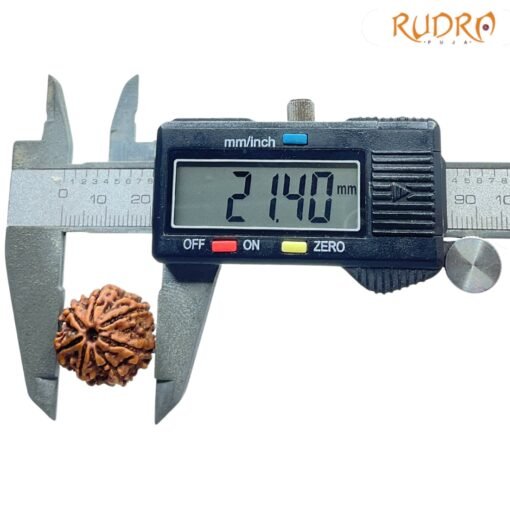 7-Mukhi-Nepal-Rudraksha-21.40-Mm-Opc.jpg