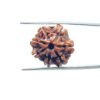 7 Mukhi Nepal Rudraksha (21.52 Mm) 34 7-Mukhi-Nepal-Rudraksha-21.52-Mm-Mp-C.jpg