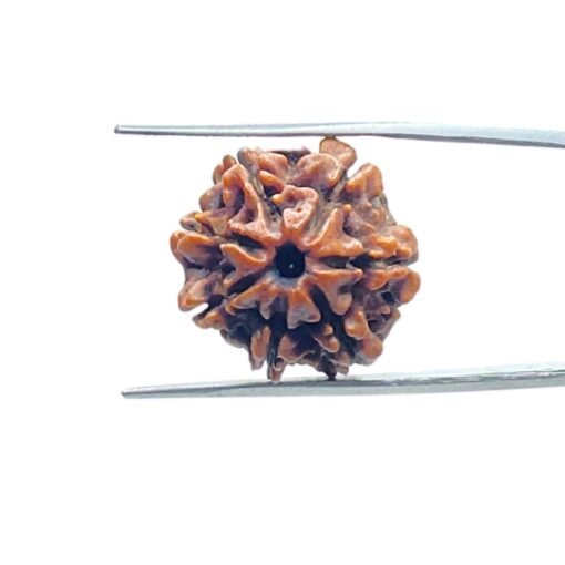 7-Mukhi-Nepal-Rudraksha-21.52-Mm-Mp-C.jpg