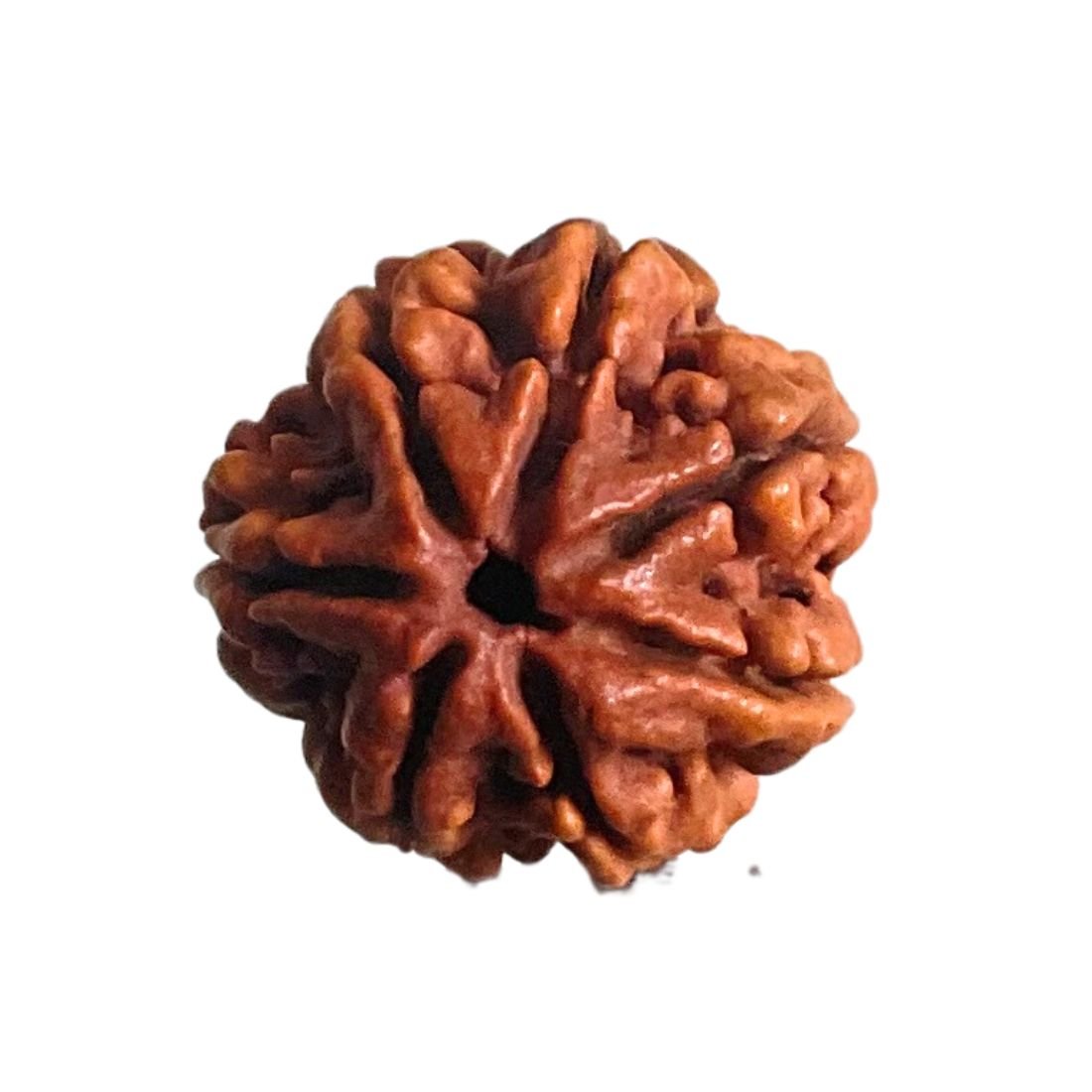 7 Mukhi Nepal Rudraksha (21.57 Mm) 3 7 Mukhi Nepal Rudraksha (21.57 Mm)
