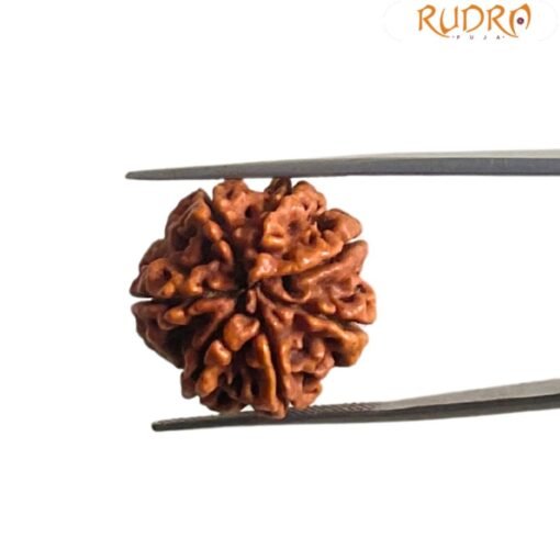 7 Mukhi Nepal Rudraksha (21.57 MM)