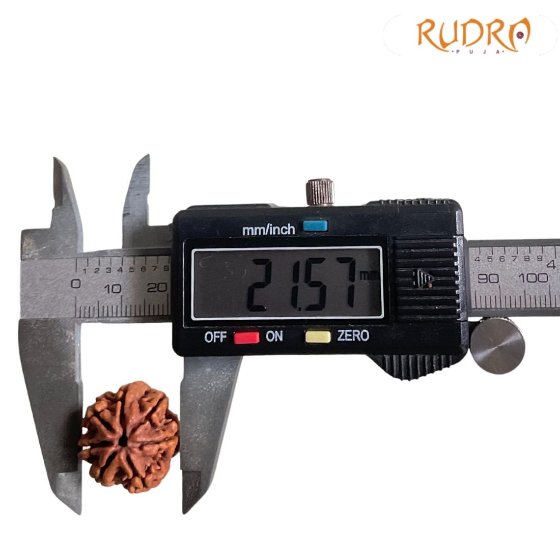 7 Mukhi Nepal Rudraksha (21.57 Mm) 4 7 Mukhi Nepal Rudraksha (21.57 Mm)