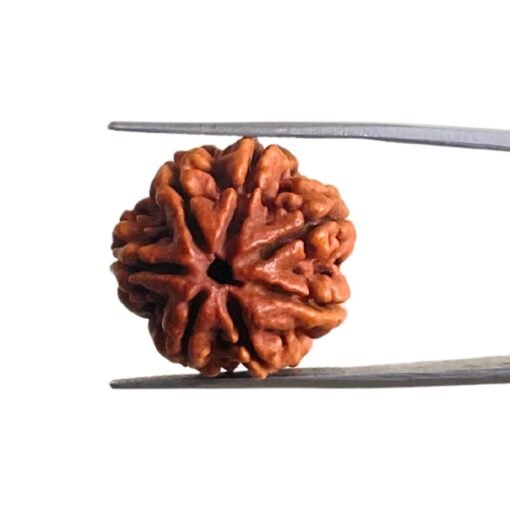 7 Mukhi Nepal Rudraksha (21.57 Mm) 10 7 Mukhi Nepal Rudraksha (21.57 Mm)
