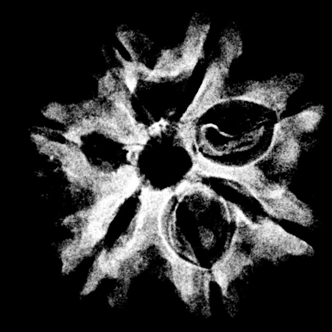 7 Mukhi Nepal Rudraksha (21.57 Mm) 5 7 Mukhi Nepal Rudraksha (21.57 Mm) X-Ray