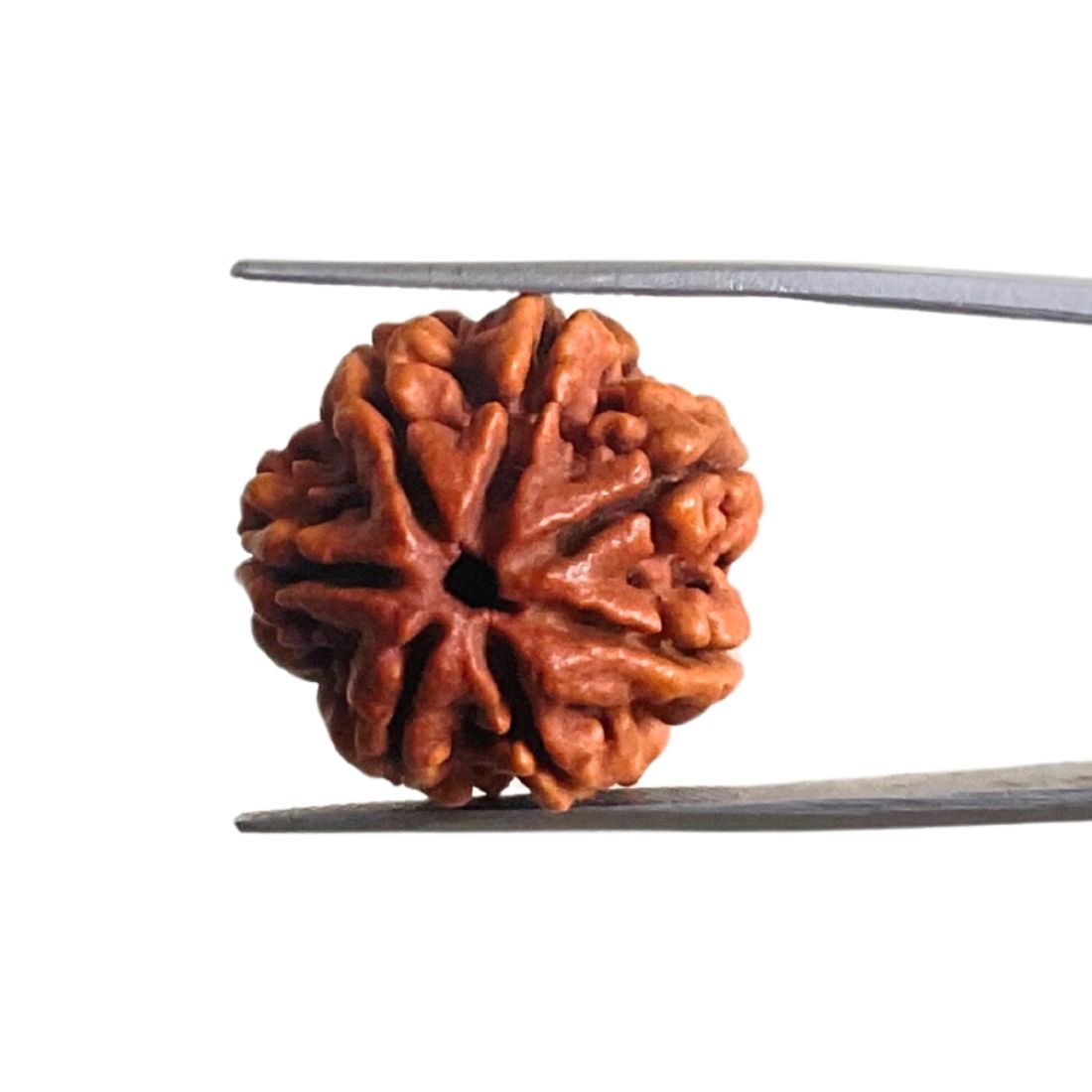 7 Mukhi Nepal Rudraksha (21.57 Mm) 1 7 Mukhi Nepal Rudraksha (21.57 Mm)