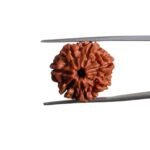 7 Mukhi Nepal Rudraksha (21.60 MM)
