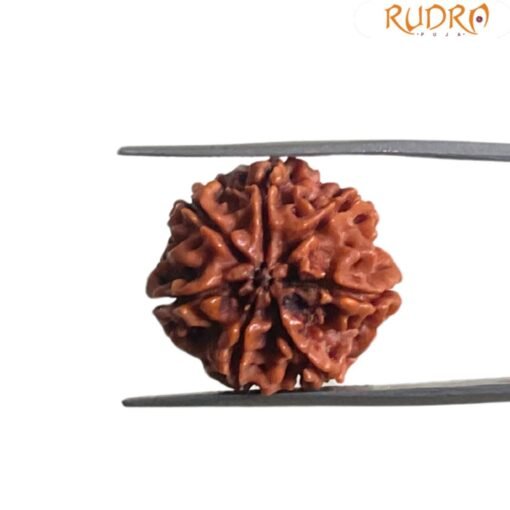 7 Mukhi Nepal Rudraksha (21.60 Mm)
