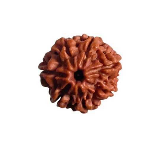 7 Mukhi Nepal Rudraksha (21.60 Mm)
