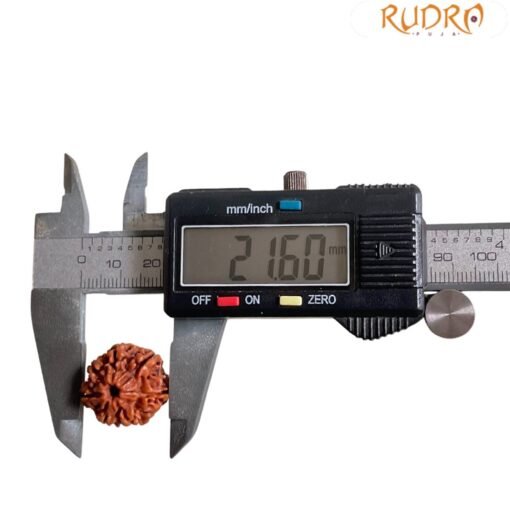 7 Mukhi Nepal Rudraksha (21.60 Mm)