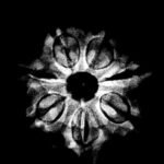 7 Mukhi Nepal Rudraksha (21.60 Mm) X-Ray