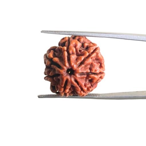 7-Mukhi-Nepal-Rudraksha-21.65-Mm-Mp-C.jpg