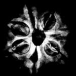 7 Mukhi Nepal Rudraksha ( 21.65 Mm) X-Ray