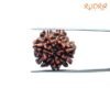 7 Mukhi Nepal Rudraksha (21.68 Mm) 14 7-Mukhi-Nepal-Rudraksha-21.68-Mm-Bp-C-1.Jpg