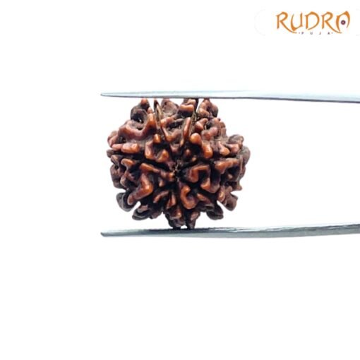 7-Mukhi-Nepal-Rudraksha-21.68-MM-BP-C-1.jpg