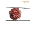 7 Mukhi Nepal Rudraksha (21.68 Mm) 14 7-Mukhi-Nepal-Rudraksha-21.68-Mm-Bp-C.jpg