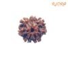 7 Mukhi Nepal Rudraksha (21.68 Mm) 13 7-Mukhi-Nepal-Rudraksha-21.68-Mm-Fp-C-1.Jpg