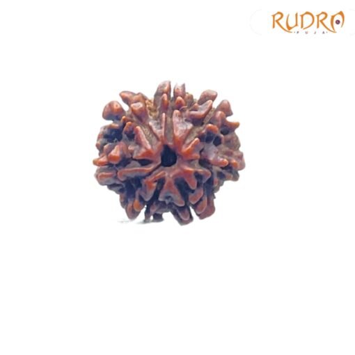 7-Mukhi-Nepal-Rudraksha-21.68-MM-FP-C-1.jpg